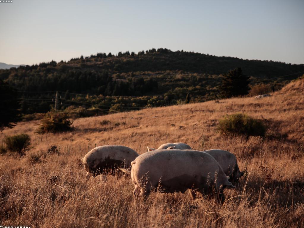លេងឥឡូវនេះ: វិធីសាស្ត្រថ្មីៗសម្រាប់ការកំសាន្តនៅផ្ទះ